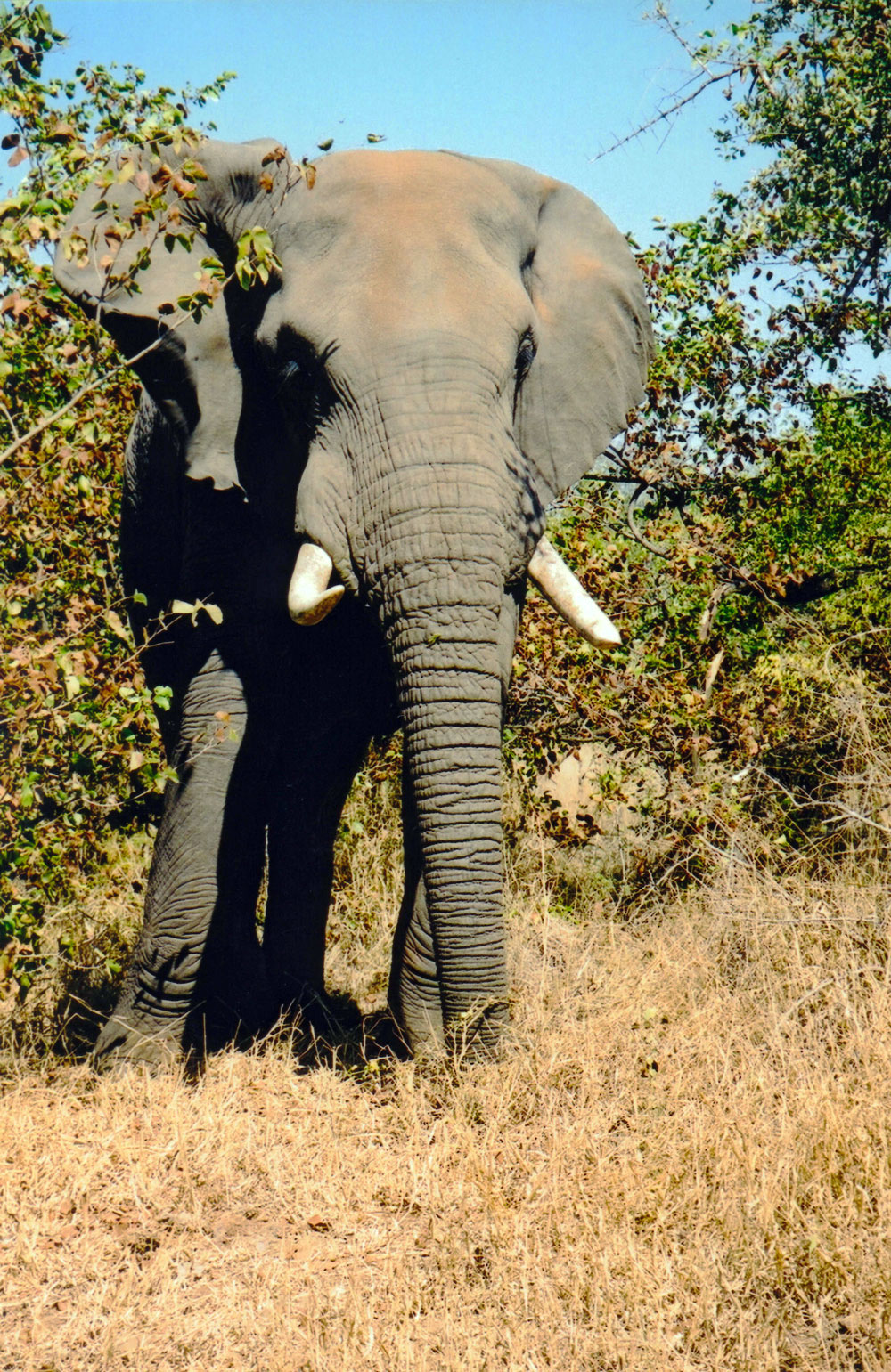 [Kruger Park]